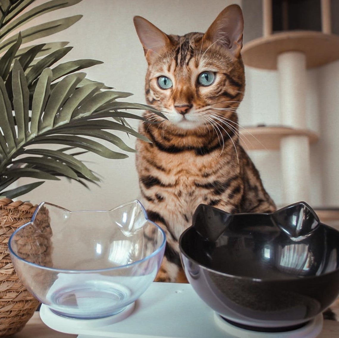 The benefits of raised feeders for cats