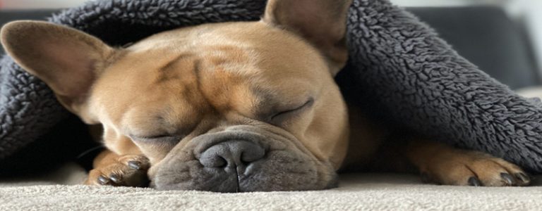 Why won't my dog sleep in his bed? - Rushbazaar.com - 2021