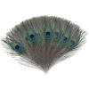 Real Peacock Feather