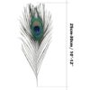 Real Peacock Feather 10 inches – 12 inches Bird Tail 10 Pcs, Colourful Feathers Pack for Wedding Christmas Party ,Decoration, DIY Art & Craft - Image 3