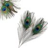 Real Peacock Feather 10 inches – 12 inches Bird Tail 10 Pcs, Colourful Feathers Pack for Wedding Christmas Party ,Decoration, DIY Art & Craft - Image 4